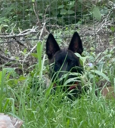 Kiska, an adopted Belgian Shepherd / Malinois in Lockhart, TX image 2/6