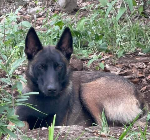 Kiska, an adopted Belgian Shepherd / Malinois in Lockhart, TX image 1/6