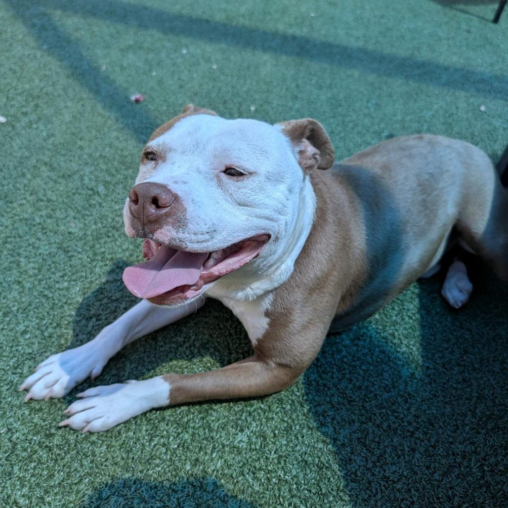 Byrdman, Adoptable, Adult Male Pit Bull Terrier.