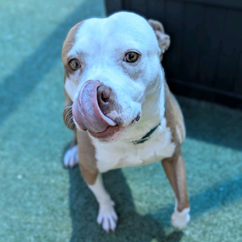 Enlarge Byrdman, a Adoptable Pit Bull Terrier in Greensboro, NC image 2/5