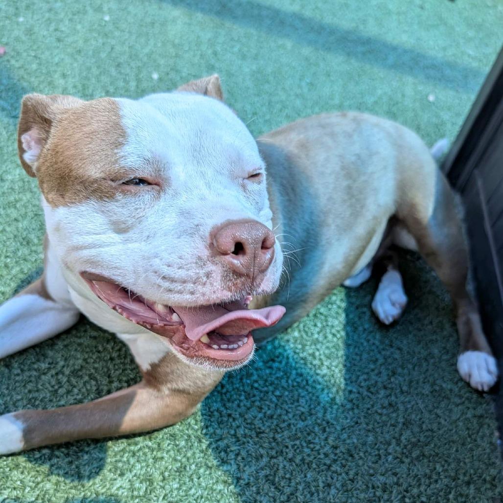 Enlarge Byrdman, a Adoptable Pit Bull Terrier in Greensboro, NC image 3/5