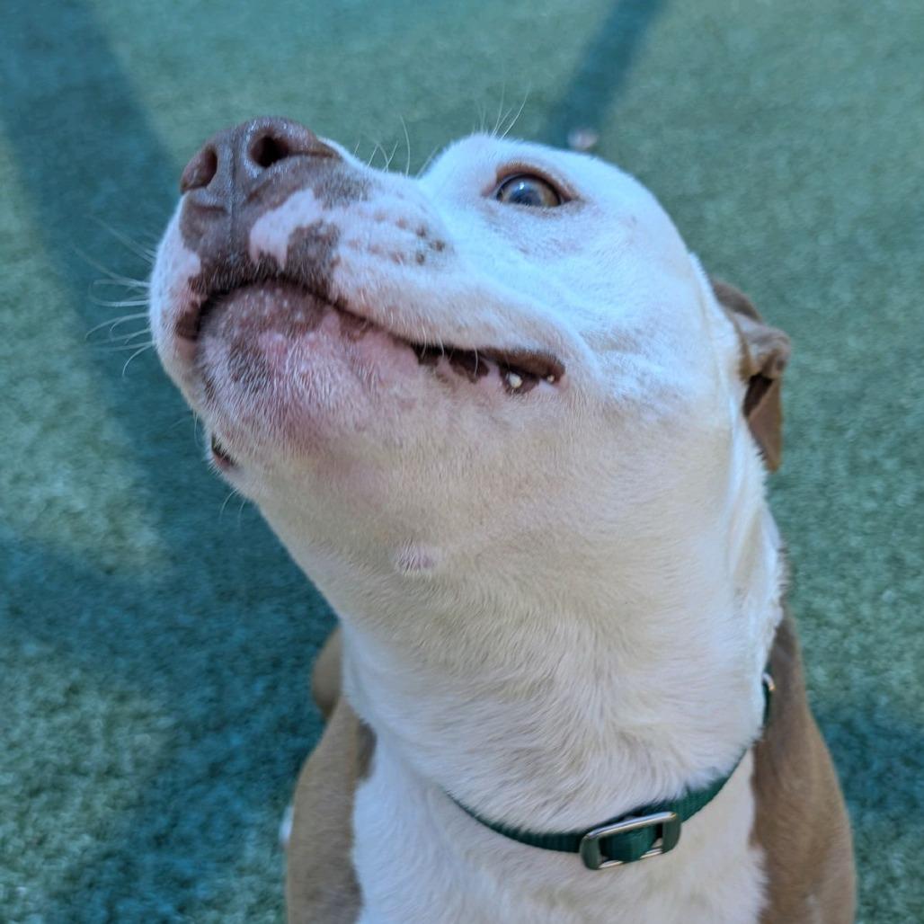 Enlarge Byrdman, a Adoptable Pit Bull Terrier in Greensboro, NC image 4/5