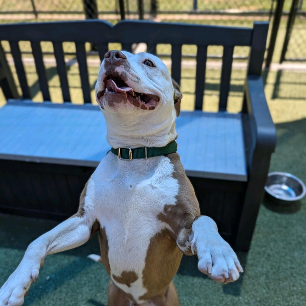 Enlarge Byrdman, a Adoptable Pit Bull Terrier in Greensboro, NC image 5/5