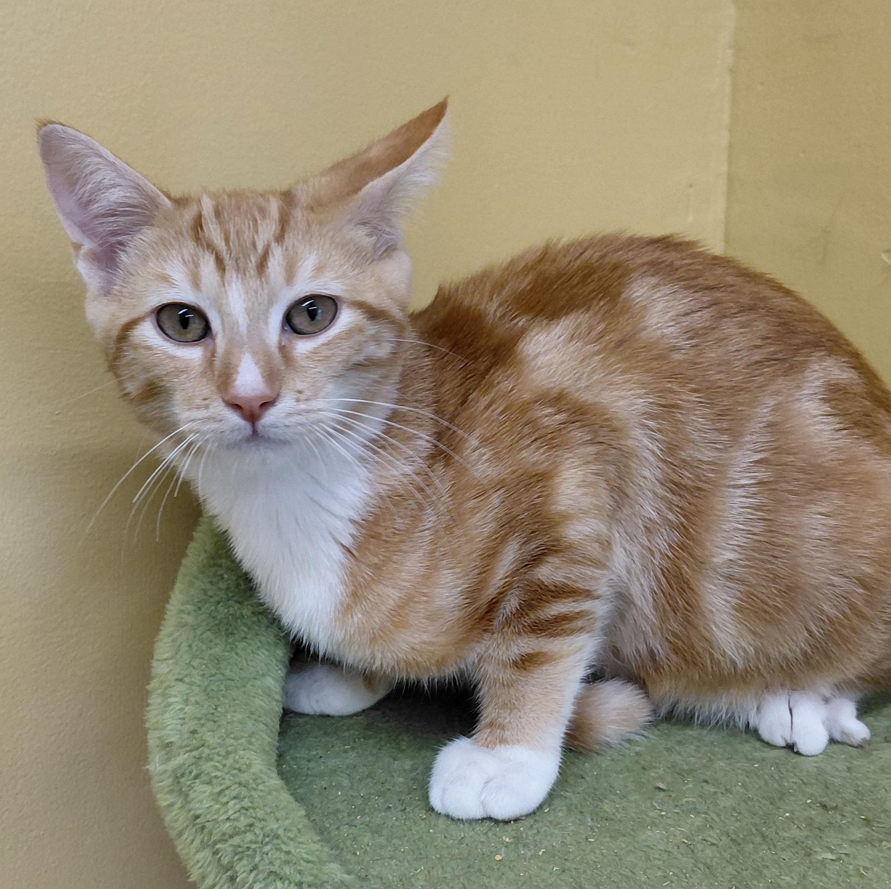 Enlarge Cinnamon, a Adoptable Domestic Short Hair in Eugene, OR image 2/5