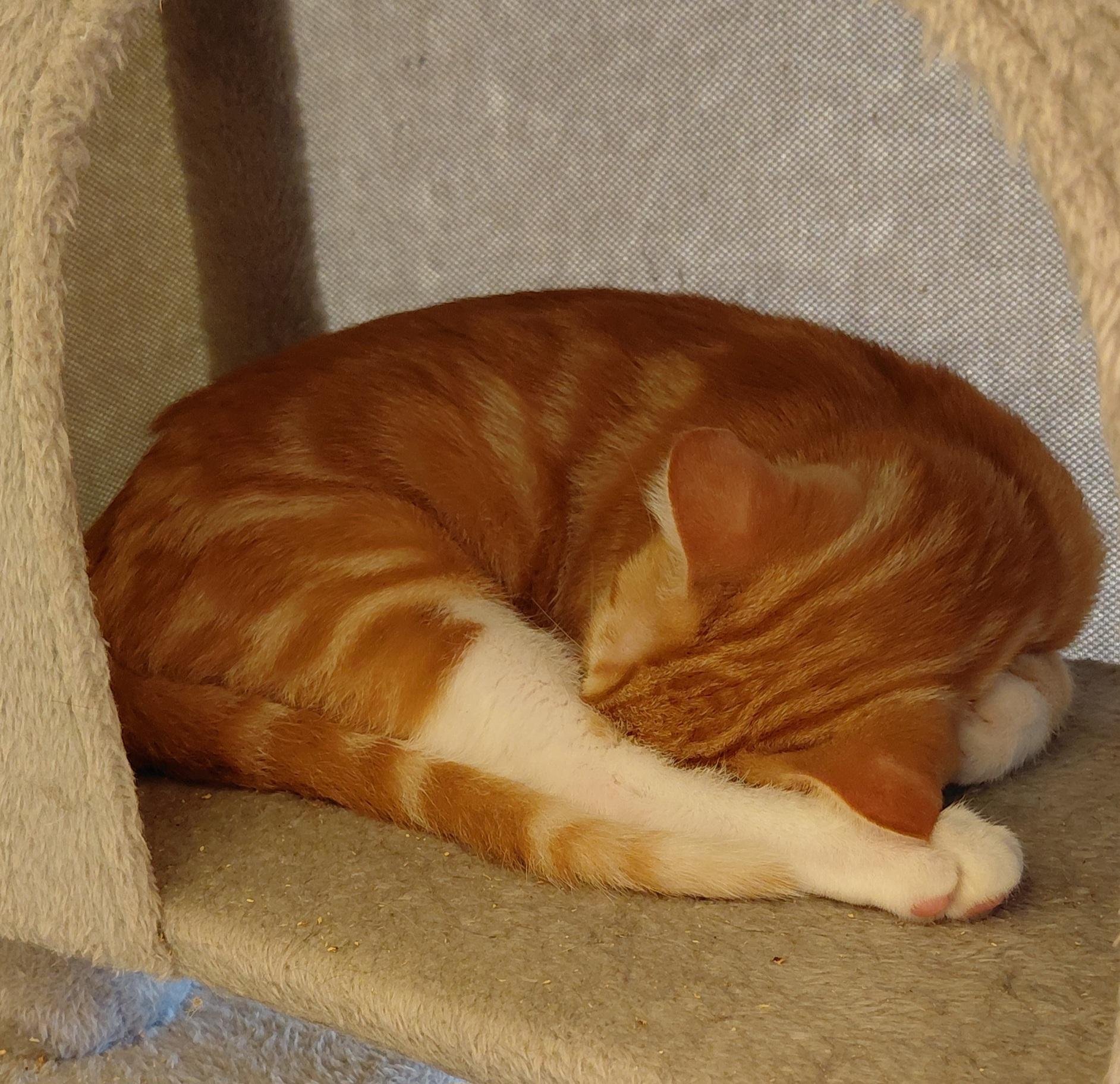 Enlarge Cinnamon, a Adoptable Domestic Short Hair in Eugene, OR image 5/5
