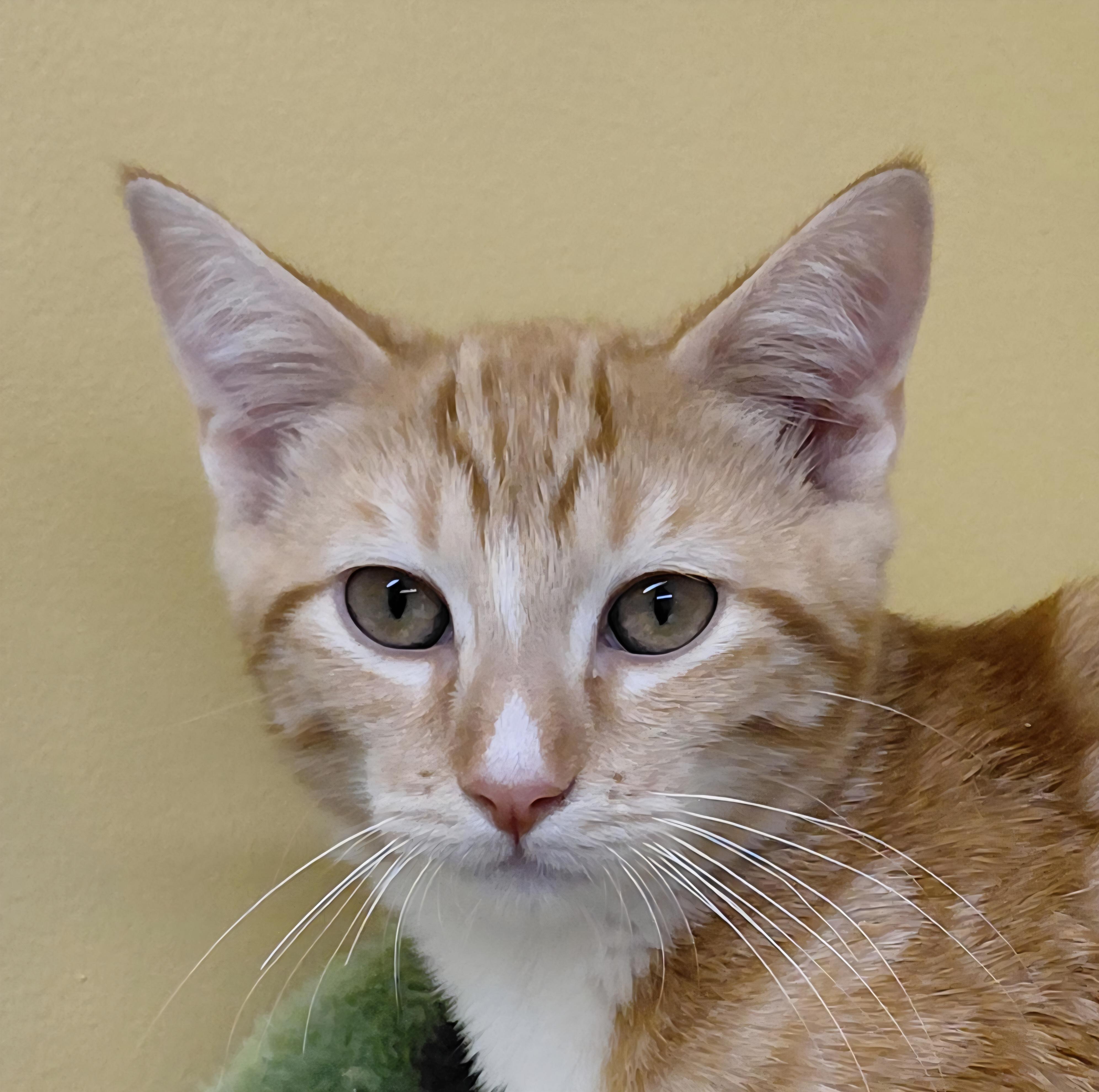 Cinnamon, Adoptable, Kitten Male Domestic Short Hair.