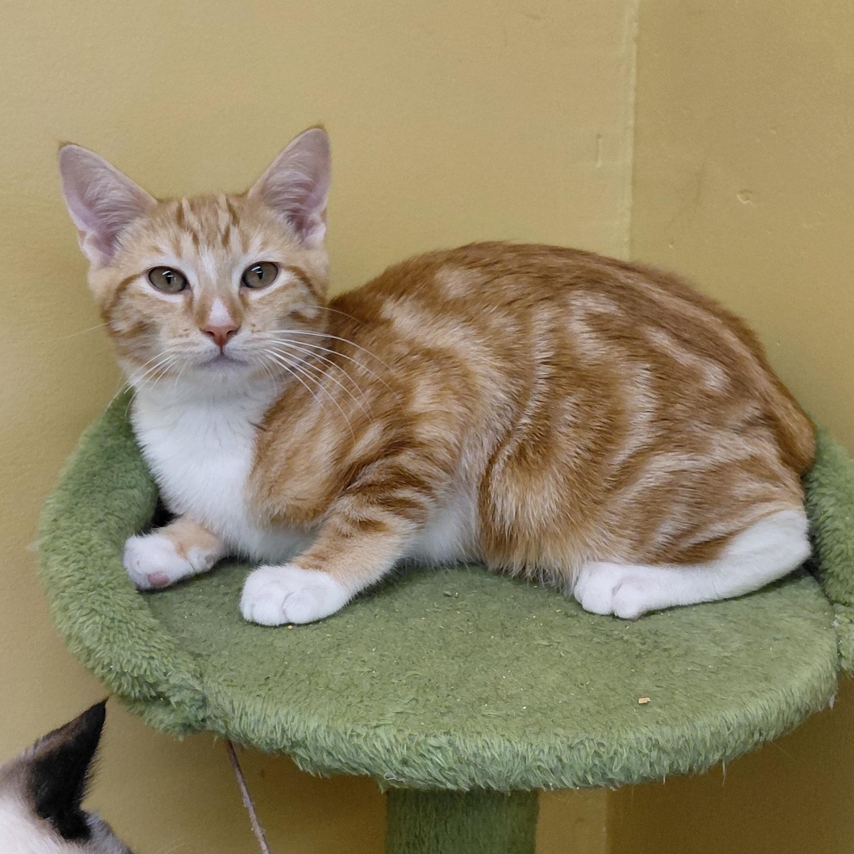 Enlarge Cinnamon, a Adoptable Domestic Short Hair in Eugene, OR image 4/5