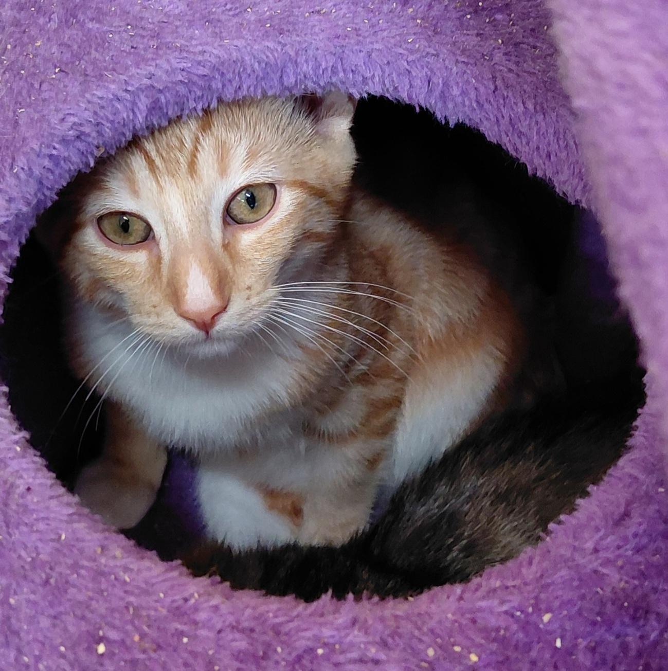 Enlarge Cinnamon, a Adoptable Domestic Short Hair in Eugene, OR image 3/5