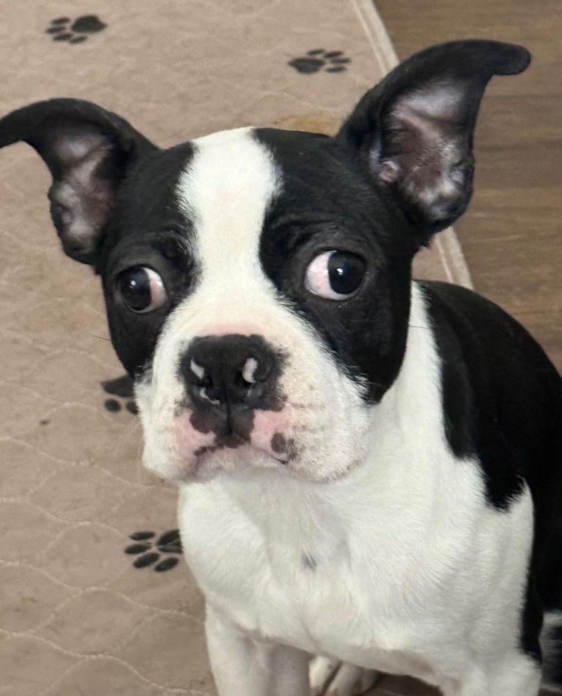 Bernie Mac, ADOPTABLE, Puppy Male Boston Terrier.