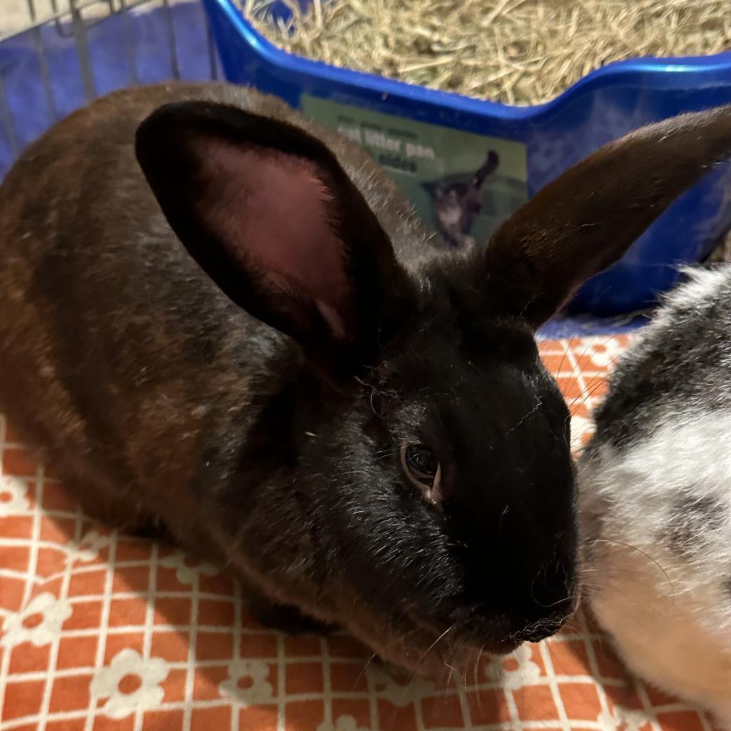Enlarge Sequoia and Aspen, a Adoptable Californian in Rock Hall, MD image 2/3
