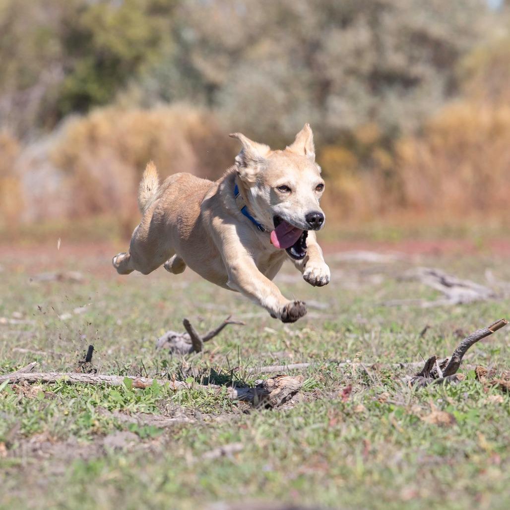 Enlarge Walnut, an adopted mixed breed in Washoe Valley, NV image 1/6