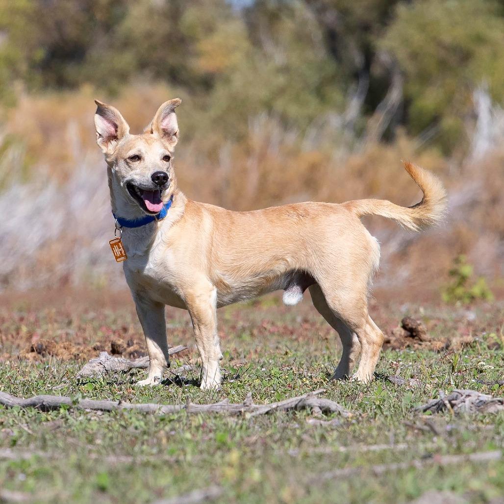 Enlarge Walnut, an adopted mixed breed in Washoe Valley, NV image 3/6