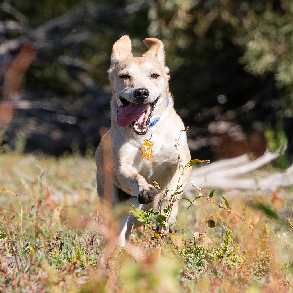 Enlarge Walnut, an adopted mixed breed in Washoe Valley, NV image 5/6