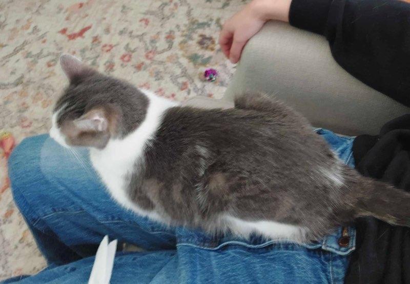 Jenkins, Adoptable, Senior Male Domestic Short Hair.