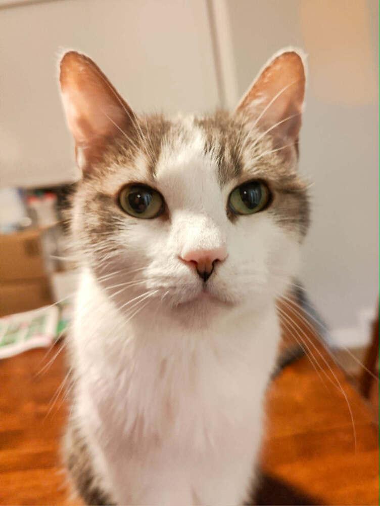 Enlarge Jenkins, a Adoptable Domestic Short Hair in Springdale, PA image 2/6