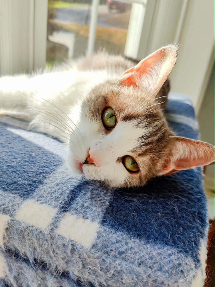 Enlarge Jenkins, a Adoptable Domestic Short Hair in Springdale, PA image 3/6