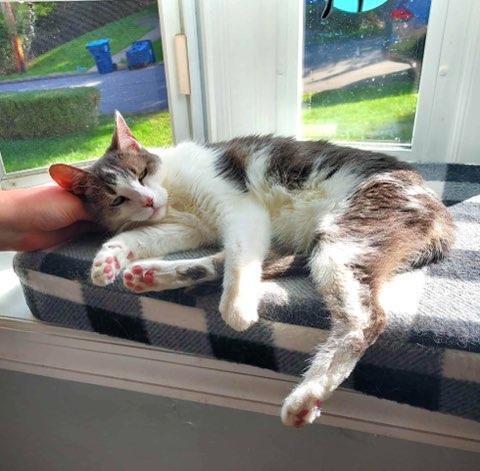 Enlarge Jenkins, a Adoptable Domestic Short Hair in Springdale, PA image 4/6