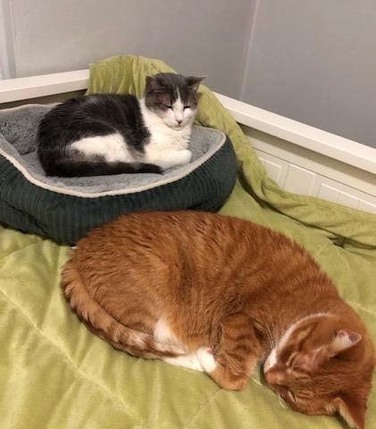 Enlarge Jenkins, a Adoptable Domestic Short Hair in Springdale, PA image 5/6