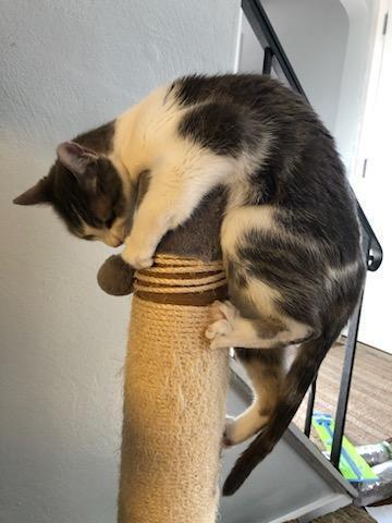 Enlarge Jenkins, a Adoptable Domestic Short Hair in Springdale, PA image 6/6