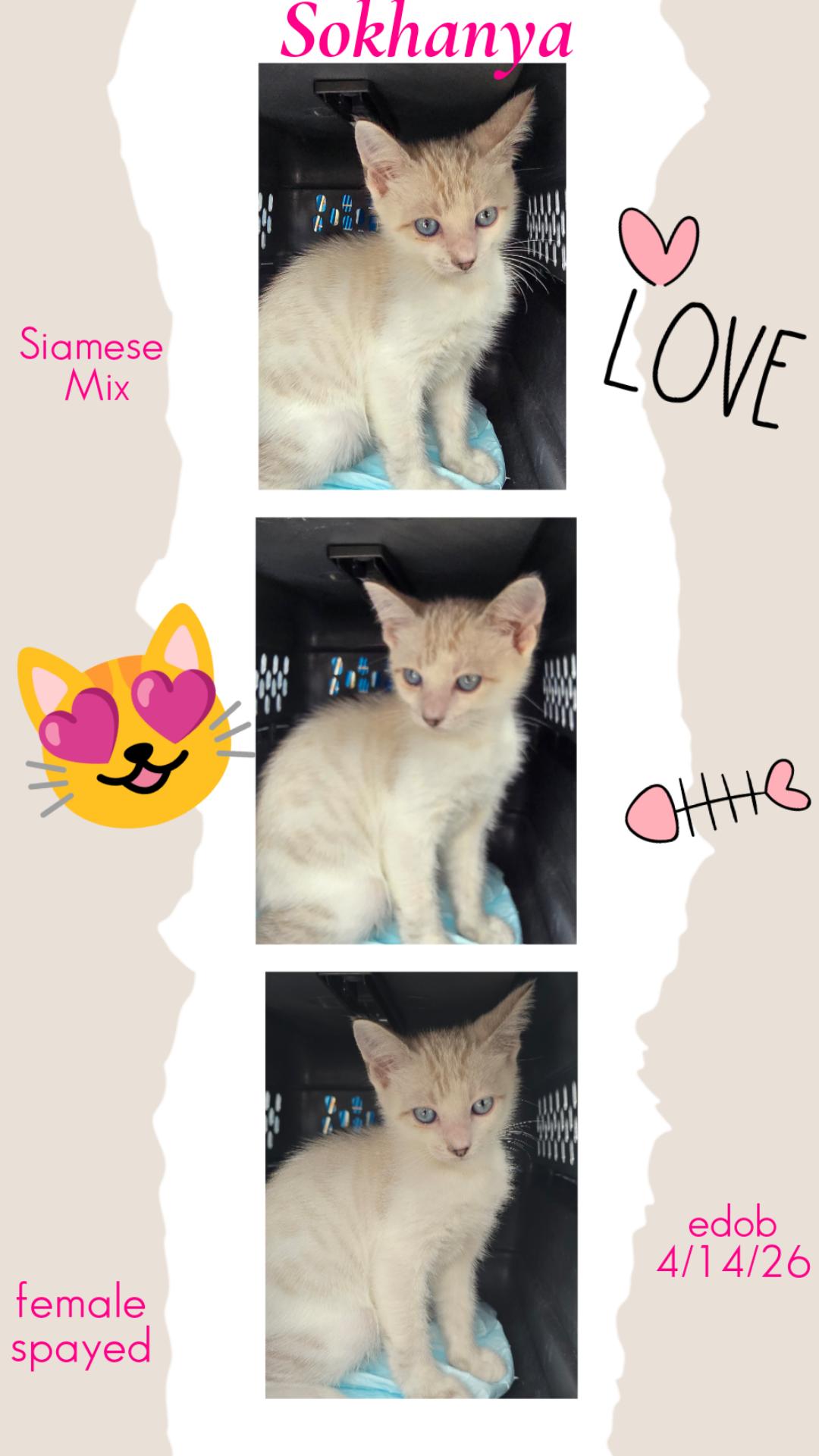 Sokhanya OR14458-T, adoptable, Kitten Female Siamese.