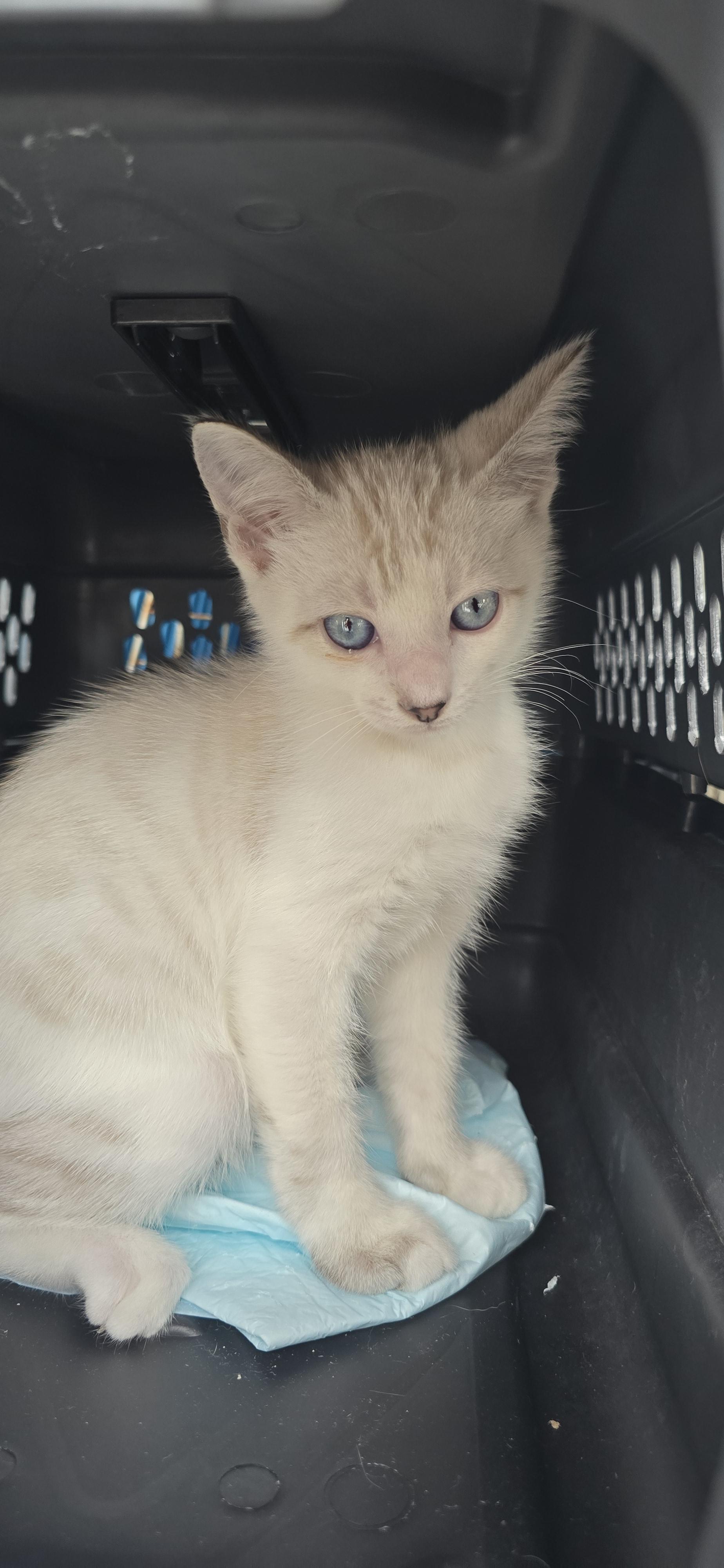 Sokhanya OR14458-T, an adoptable mixed breed in Beaverton, OR image 3/4