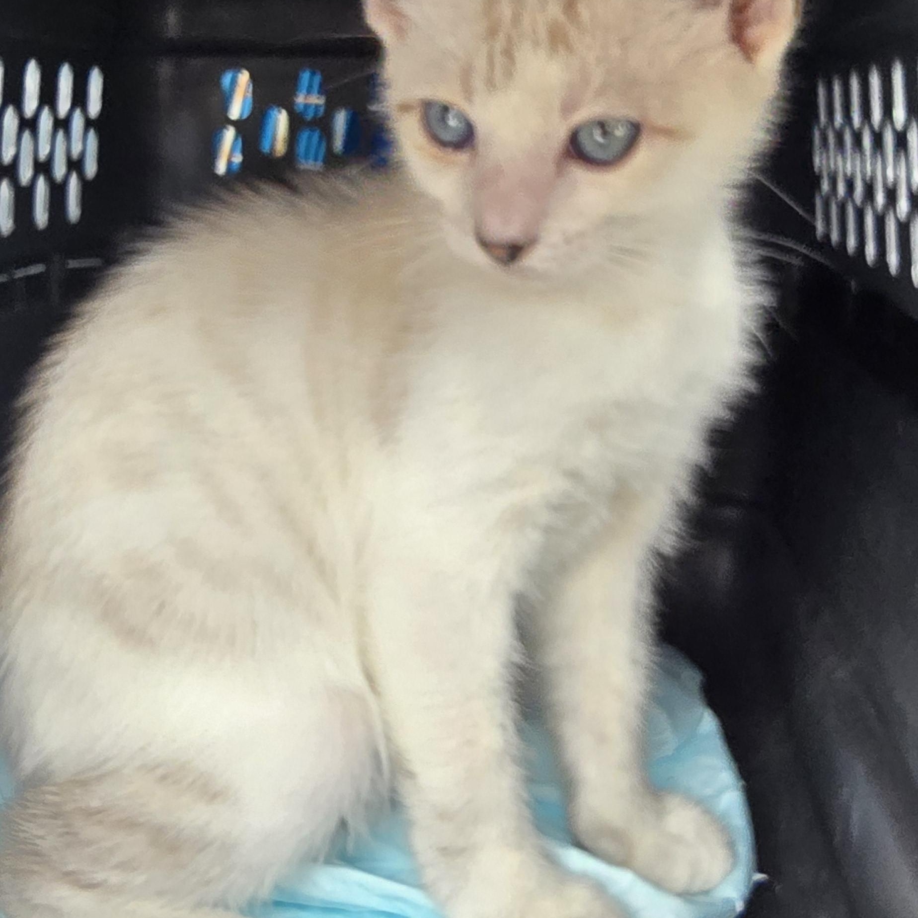 Sokhanya OR14458-T, an adoptable mixed breed in Beaverton, OR image 2/4