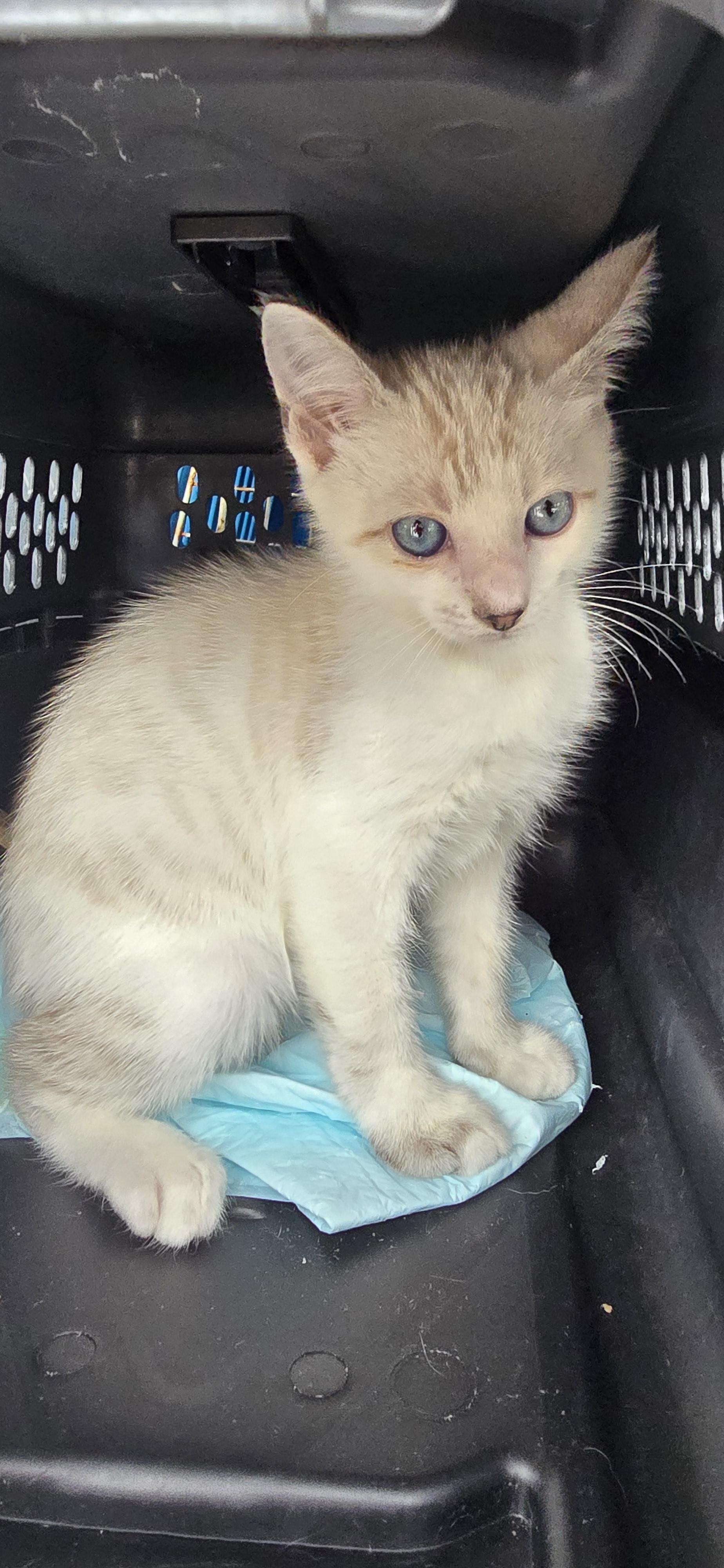 Sokhanya OR14458-T, an adoptable mixed breed in Beaverton, OR image 4/4