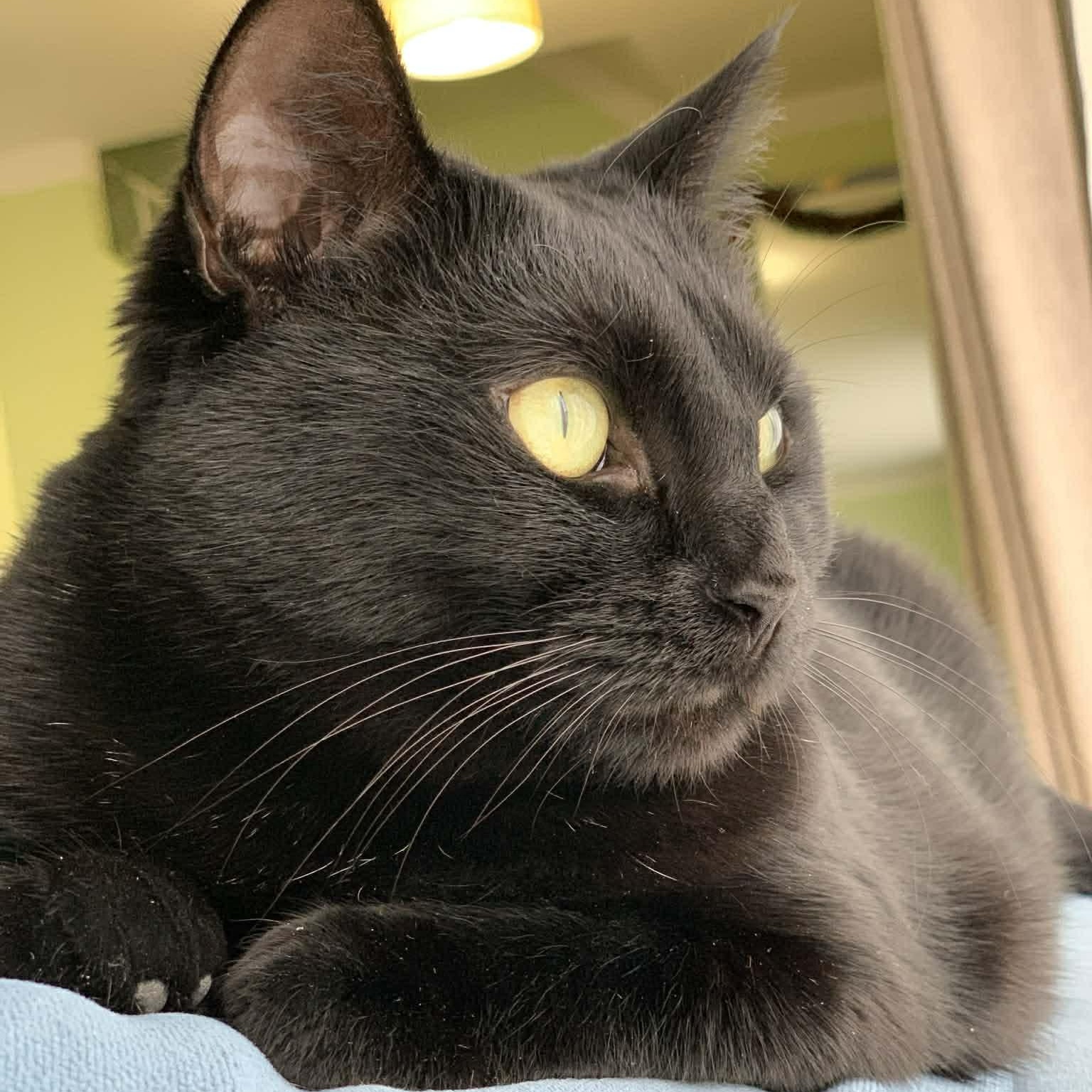 Sable - A Young Mama Ready to Be Spoiled!, a Adoptable Domestic Short Hair in Hamilton, ON image 2/6