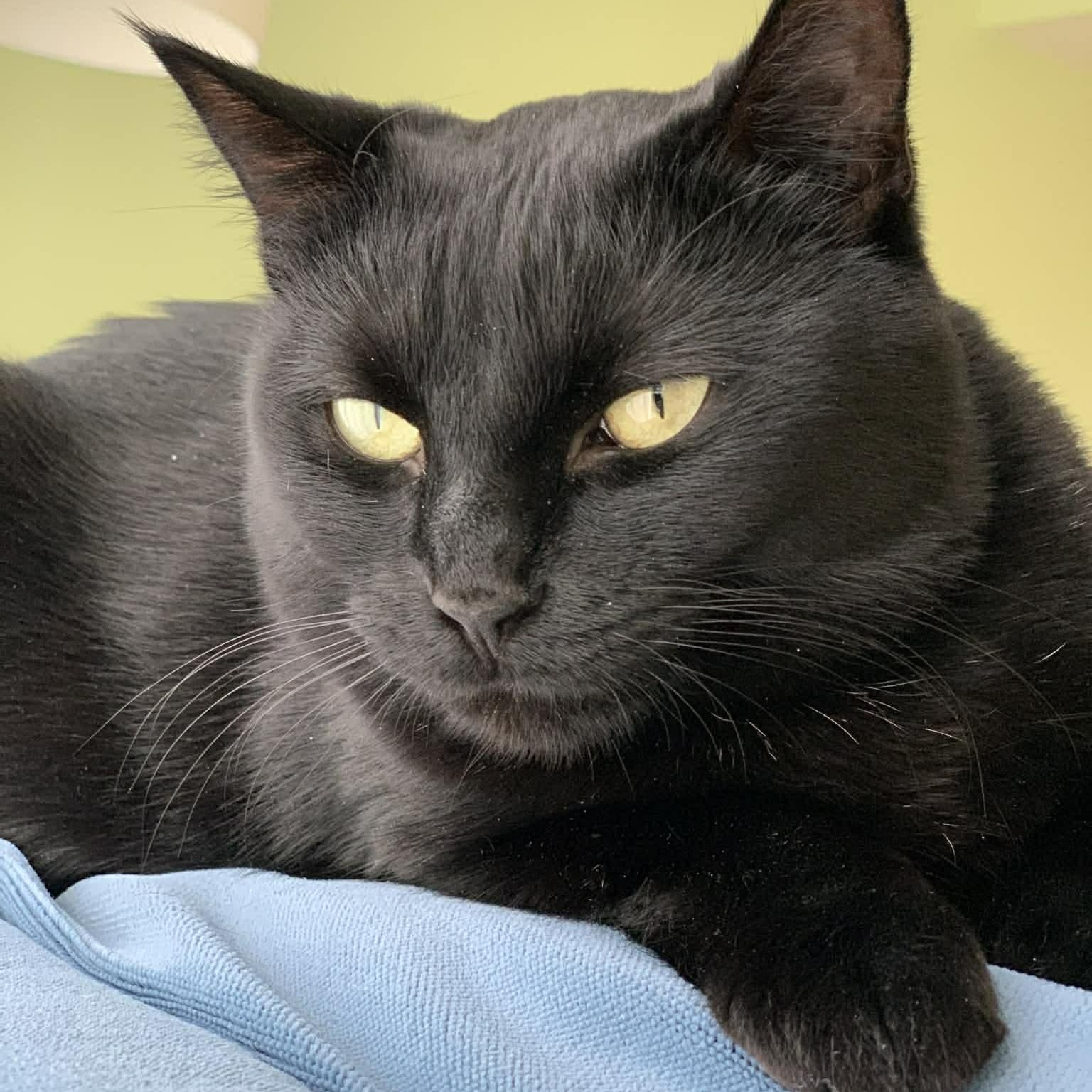 Sable - A Young Mama Ready to Be Spoiled!, a Adoptable Domestic Short Hair in Hamilton, ON image 3/6