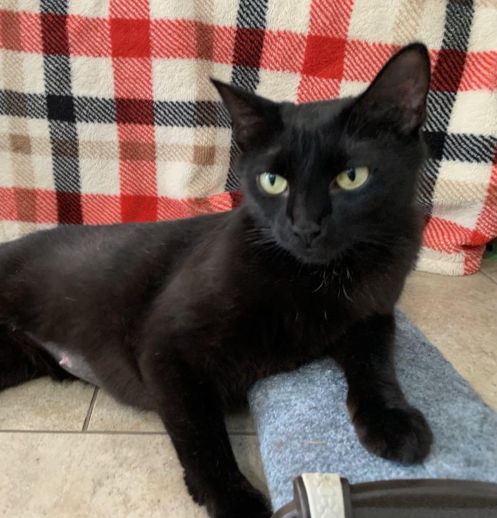 Sable - A Young Mama Ready to Be Spoiled!, a Adoptable Domestic Short Hair in Hamilton, ON image 4/6