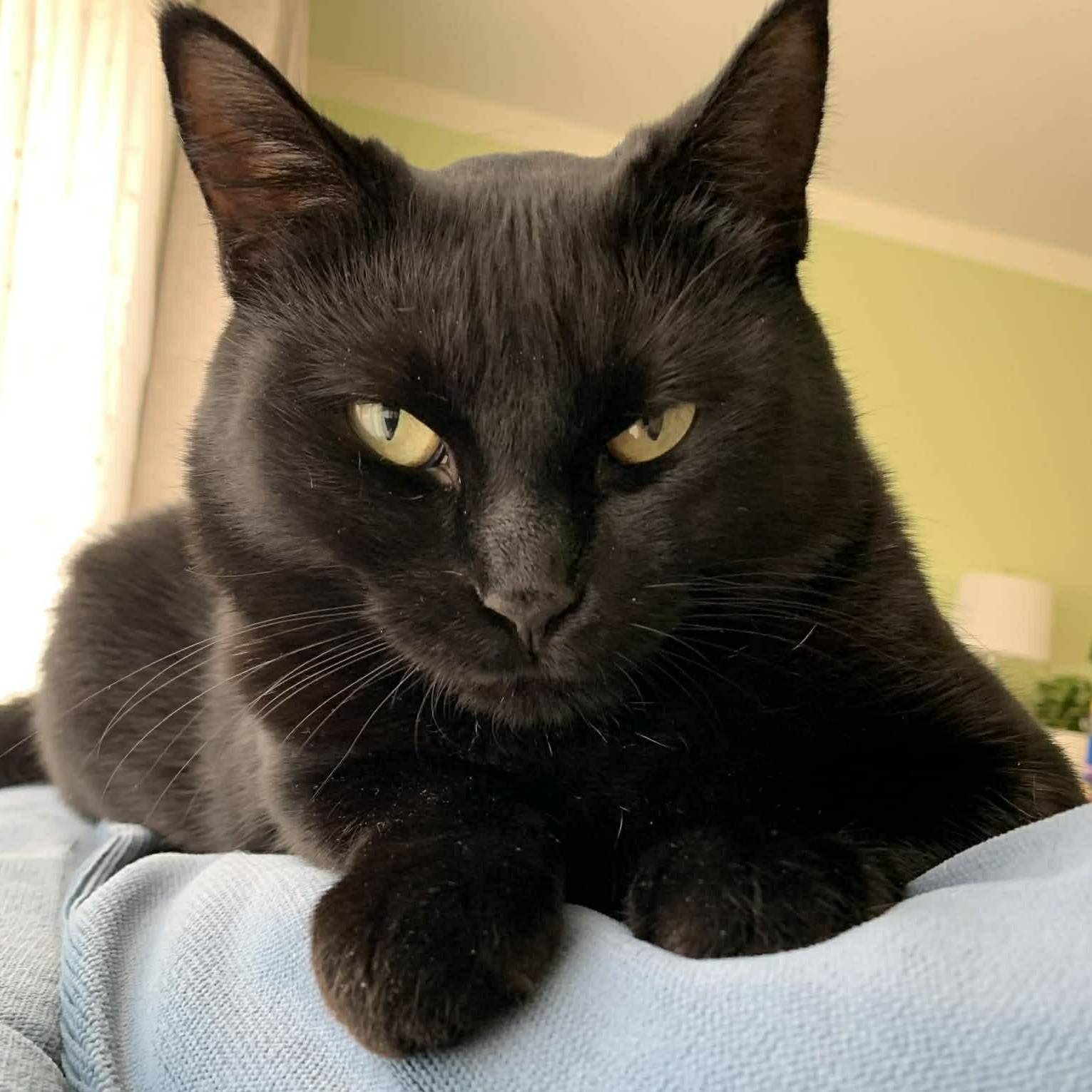 Sable - A Young Mama Ready to Be Spoiled!, a Adoptable Domestic Short Hair in Hamilton, ON image 1/6