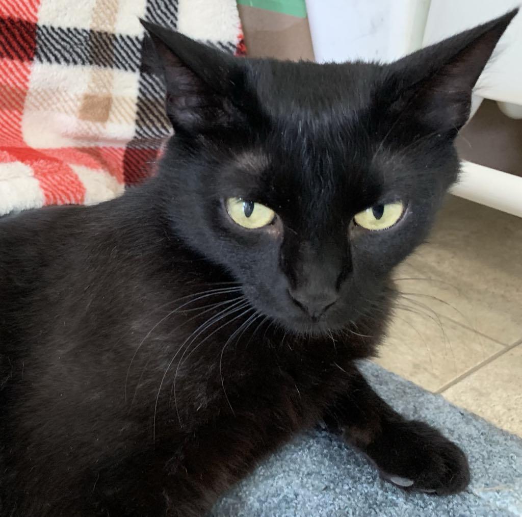 Sable - A Young Mama Ready to Be Spoiled!, a Adoptable Domestic Short Hair in Hamilton, ON image 5/6