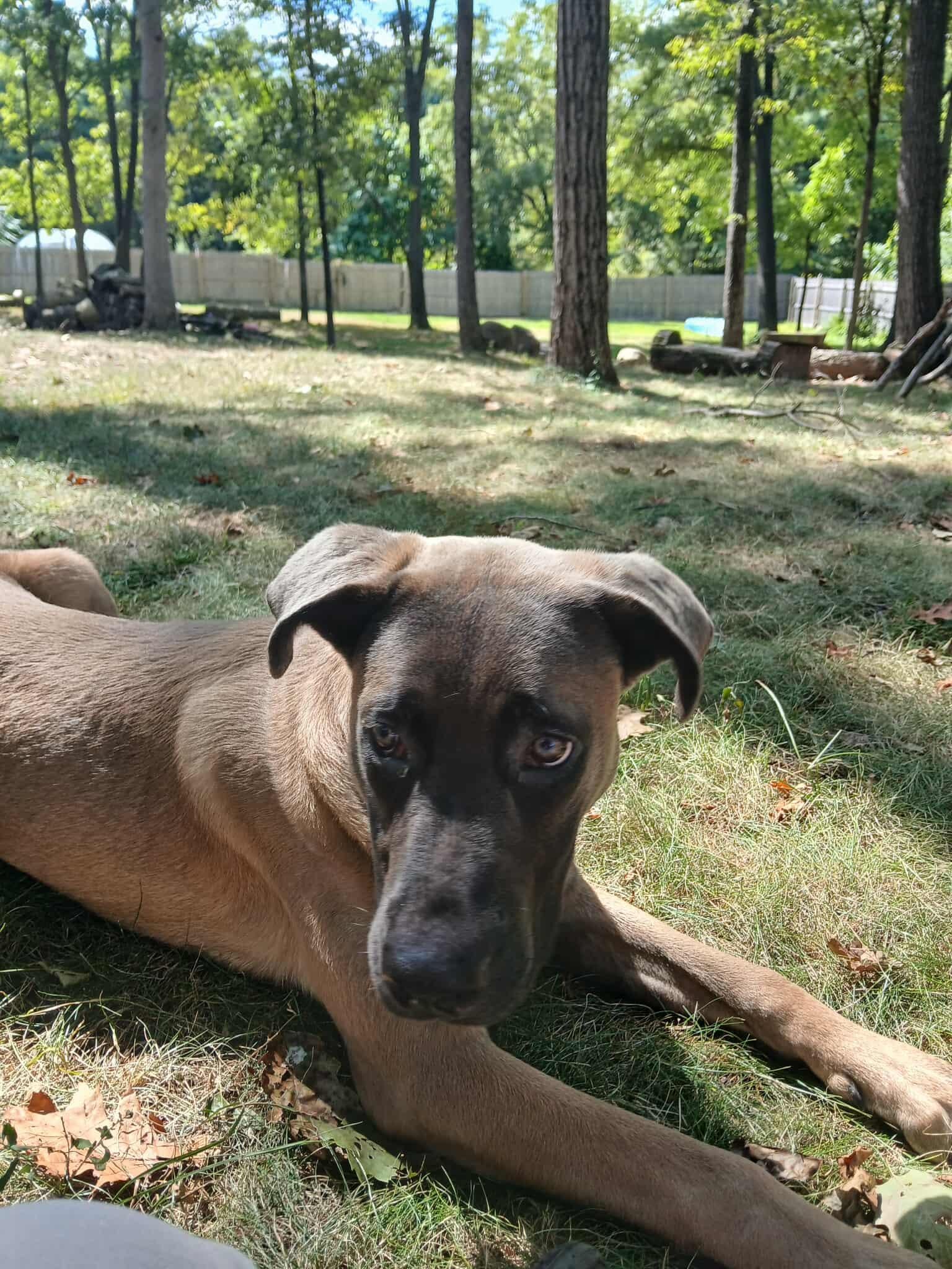 Sherman, an adopted mixed breed in Saugerties, NY image 1/3