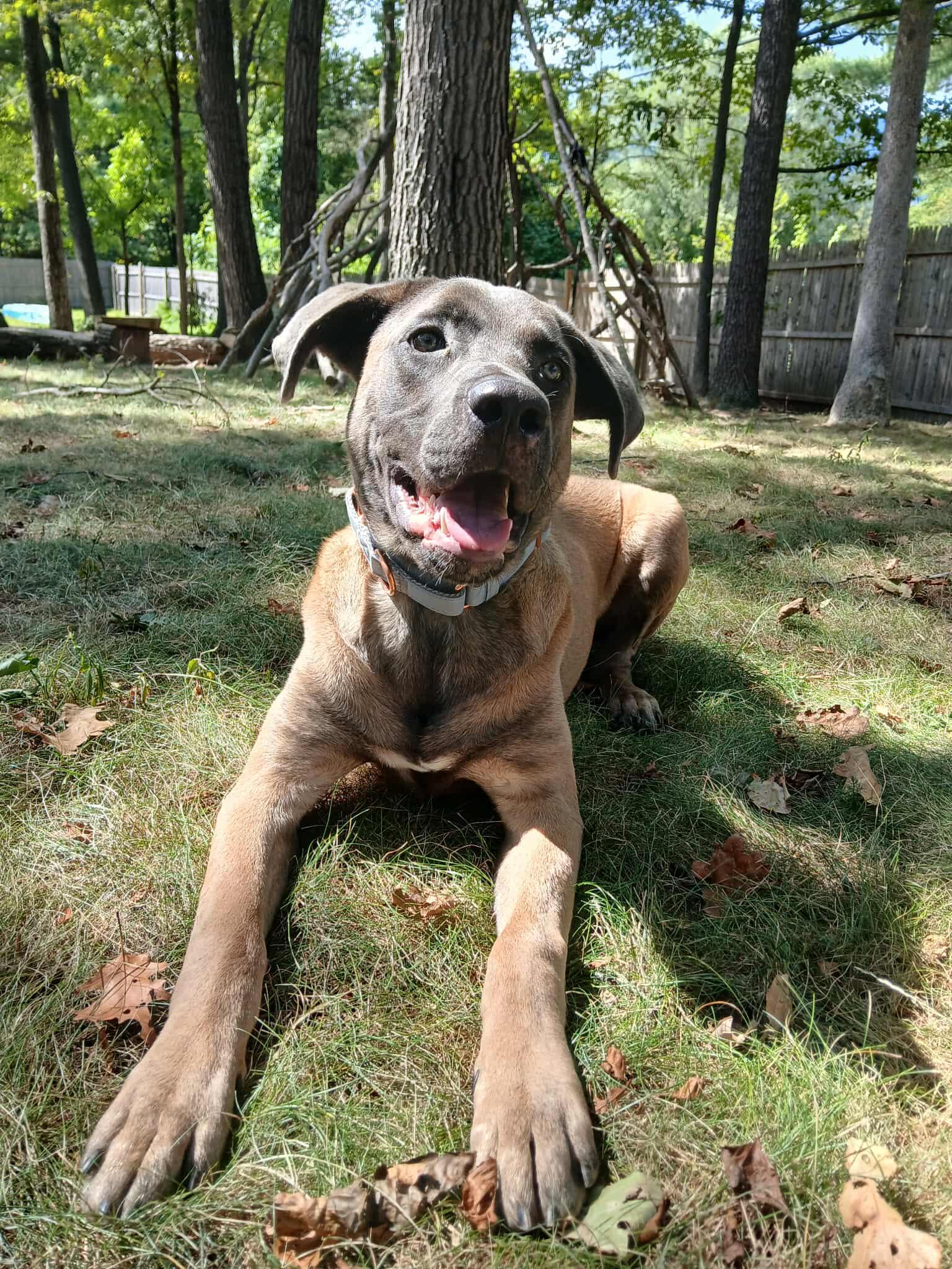 Sherman, an adopted mixed breed in Saugerties, NY image 2/3