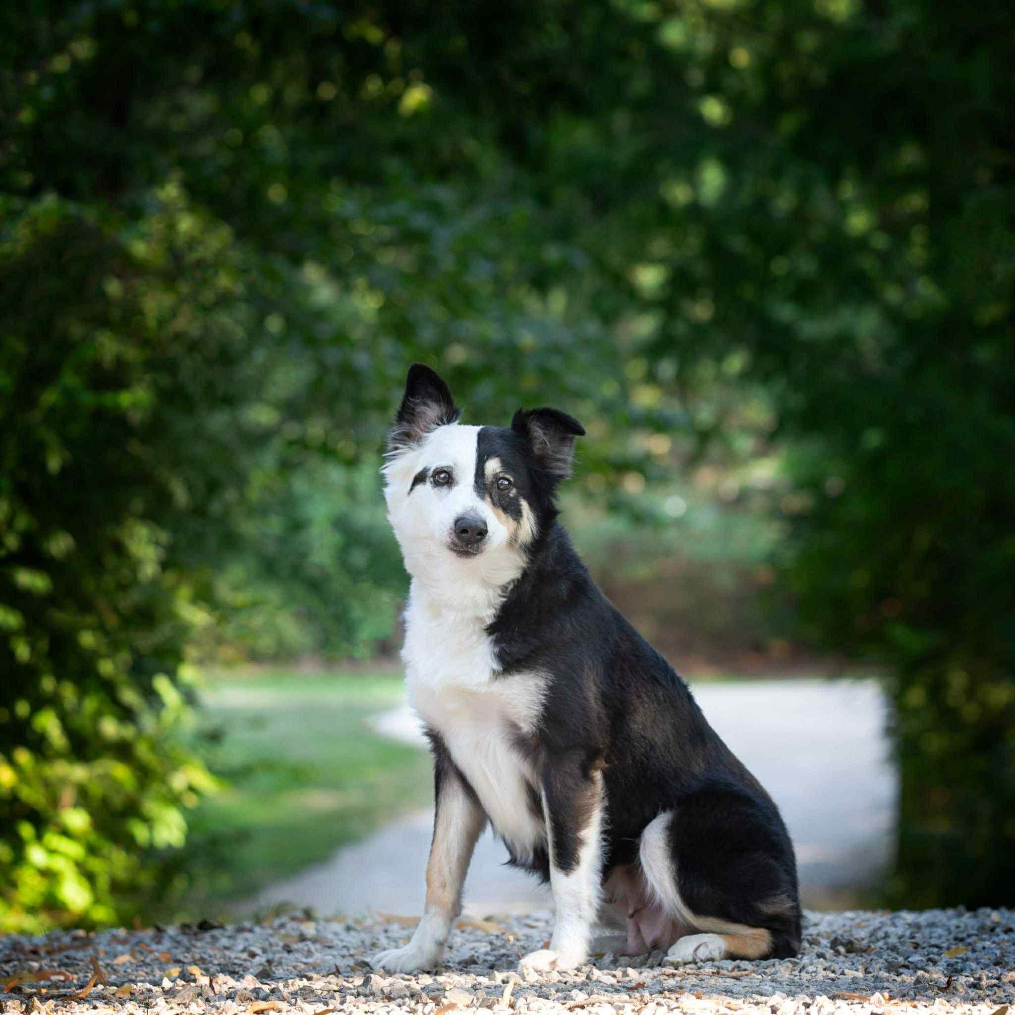Basil, adopted, Senior Female Australian Shepherd & Border Collie.