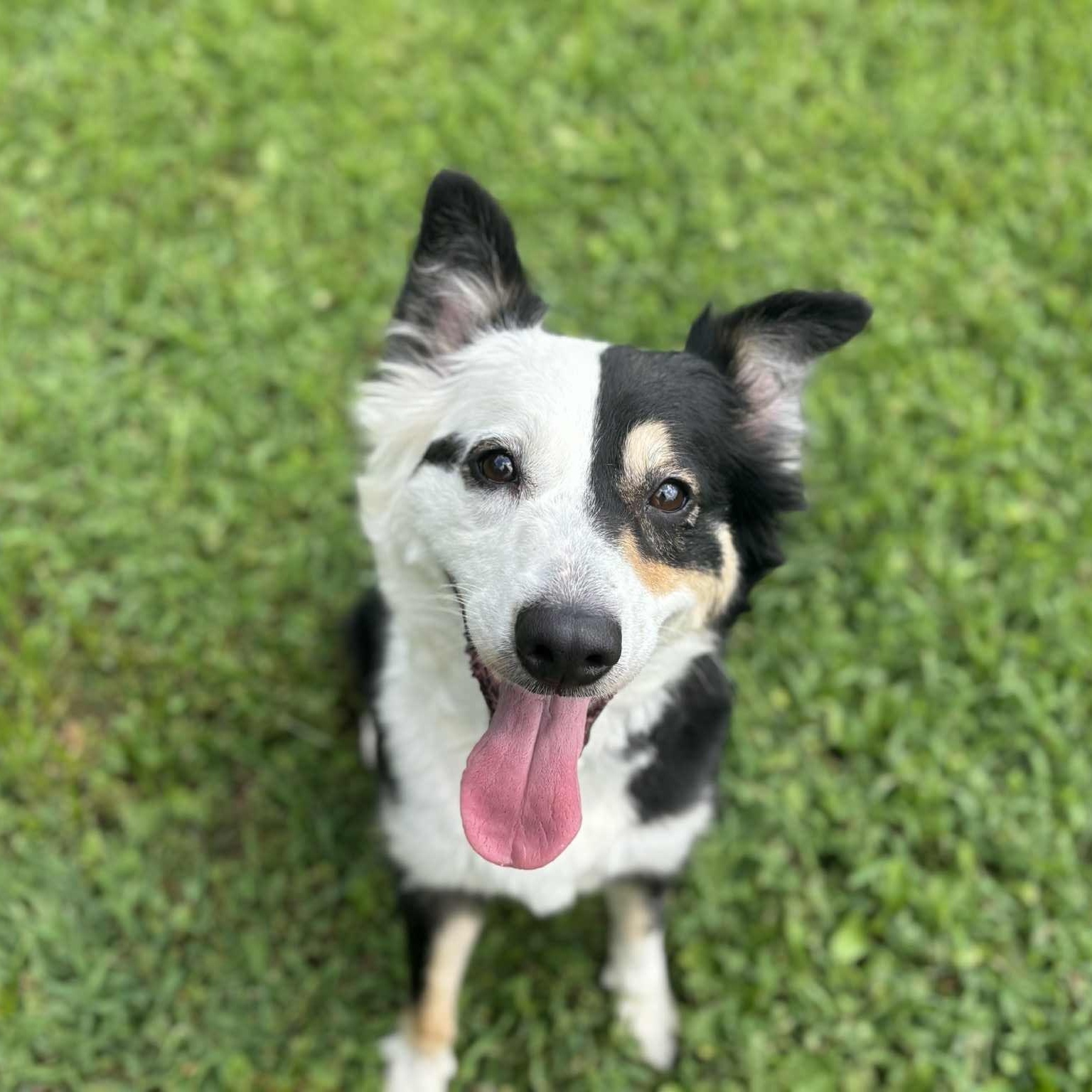 Enlarge Basil, an adopted mixed breed in Quincy, IL image 3/4