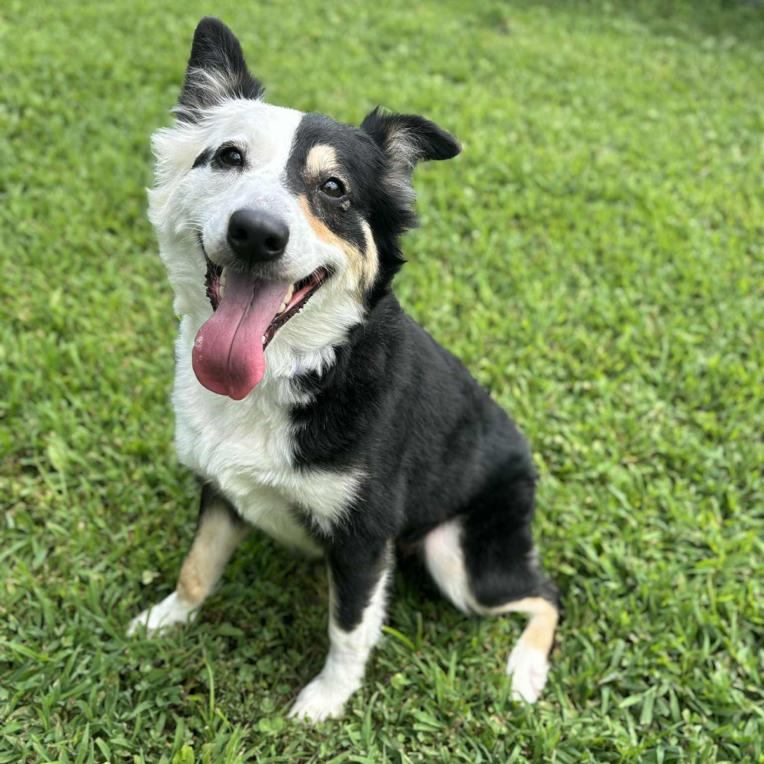Enlarge Basil, an adopted mixed breed in Quincy, IL image 4/4