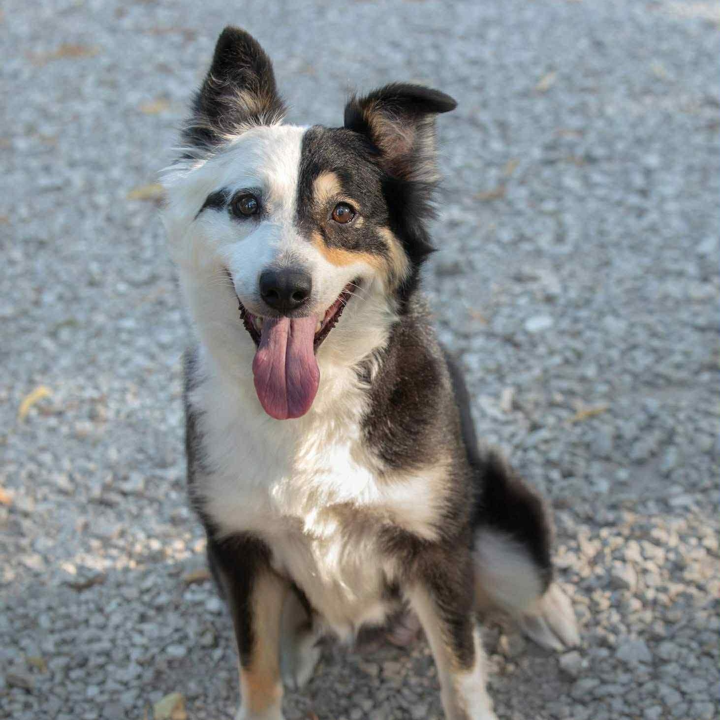 Enlarge Basil, an adopted mixed breed in Quincy, IL image 2/4