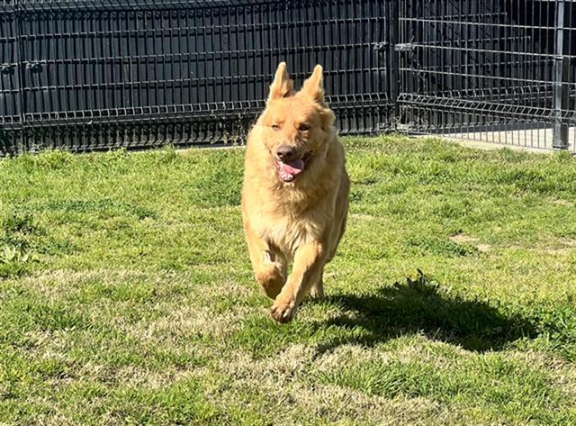 Enlarge DOUG, a Adoptable German Shepherd Dog in San Martin, CA image 1/1