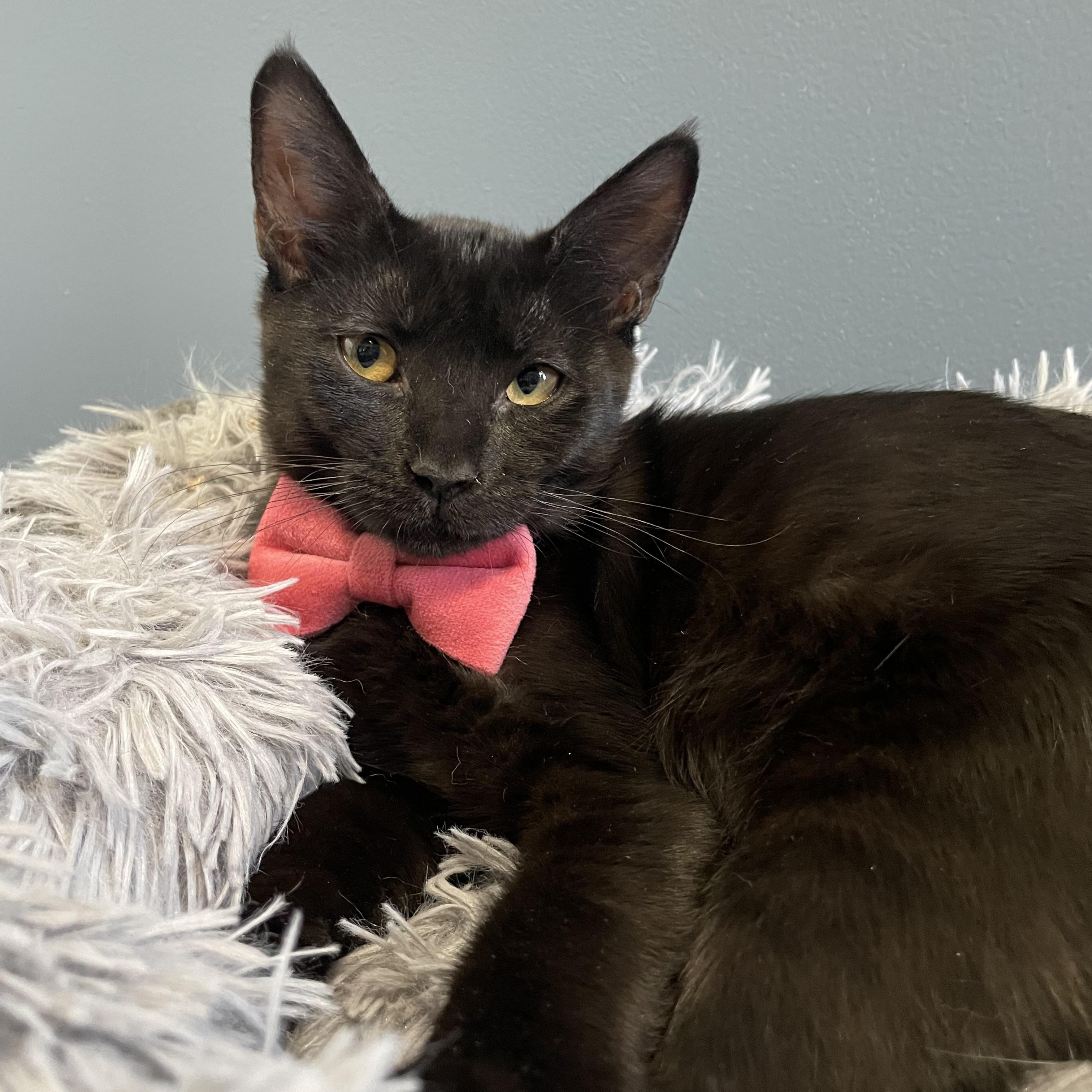 Enlarge Noelle , a ADOPTABLE Domestic Short Hair in Bayside, NY image 3/5