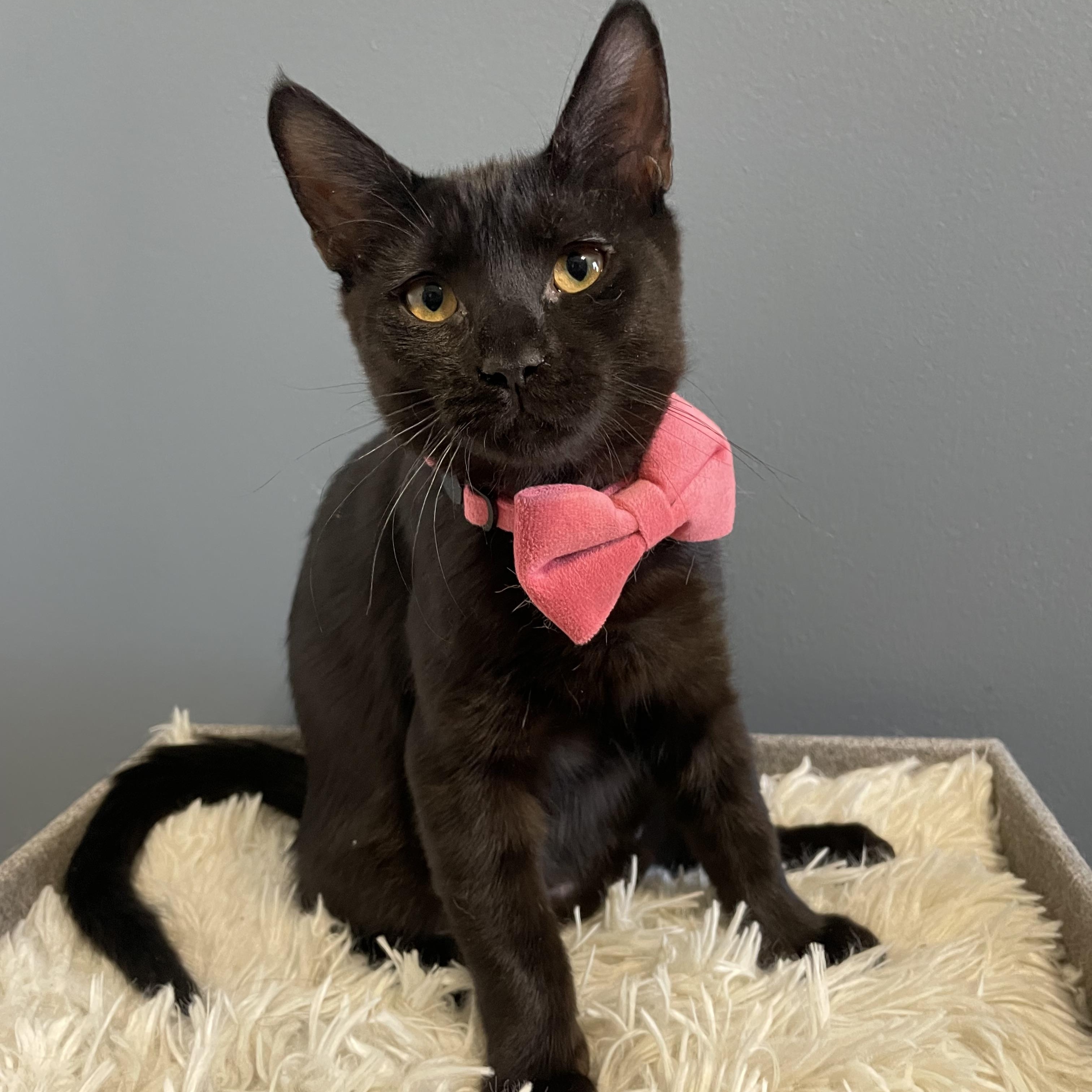 Enlarge Noelle , a ADOPTABLE Domestic Short Hair in Bayside, NY image 4/5