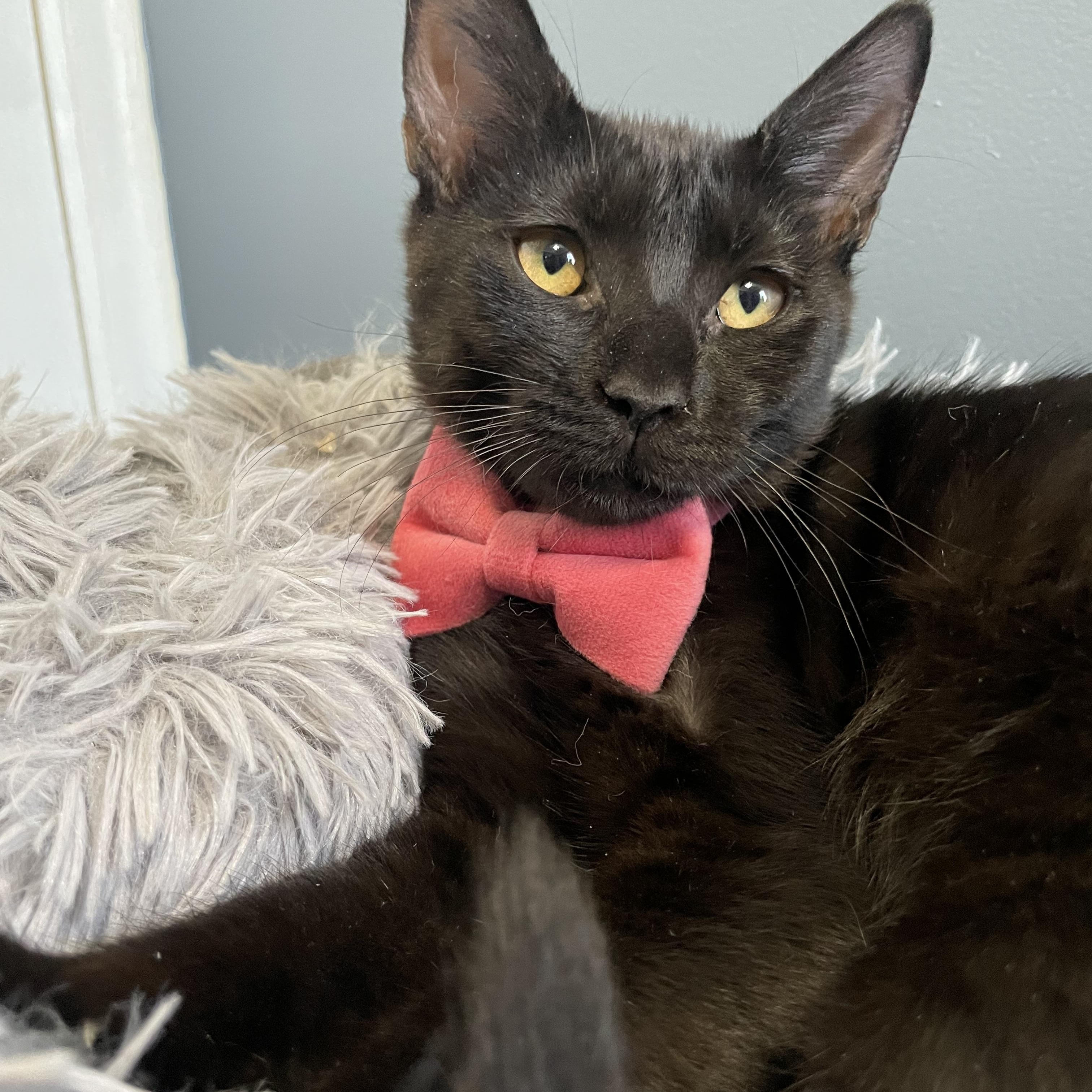 Enlarge Noelle , a ADOPTABLE Domestic Short Hair in Bayside, NY image 2/5
