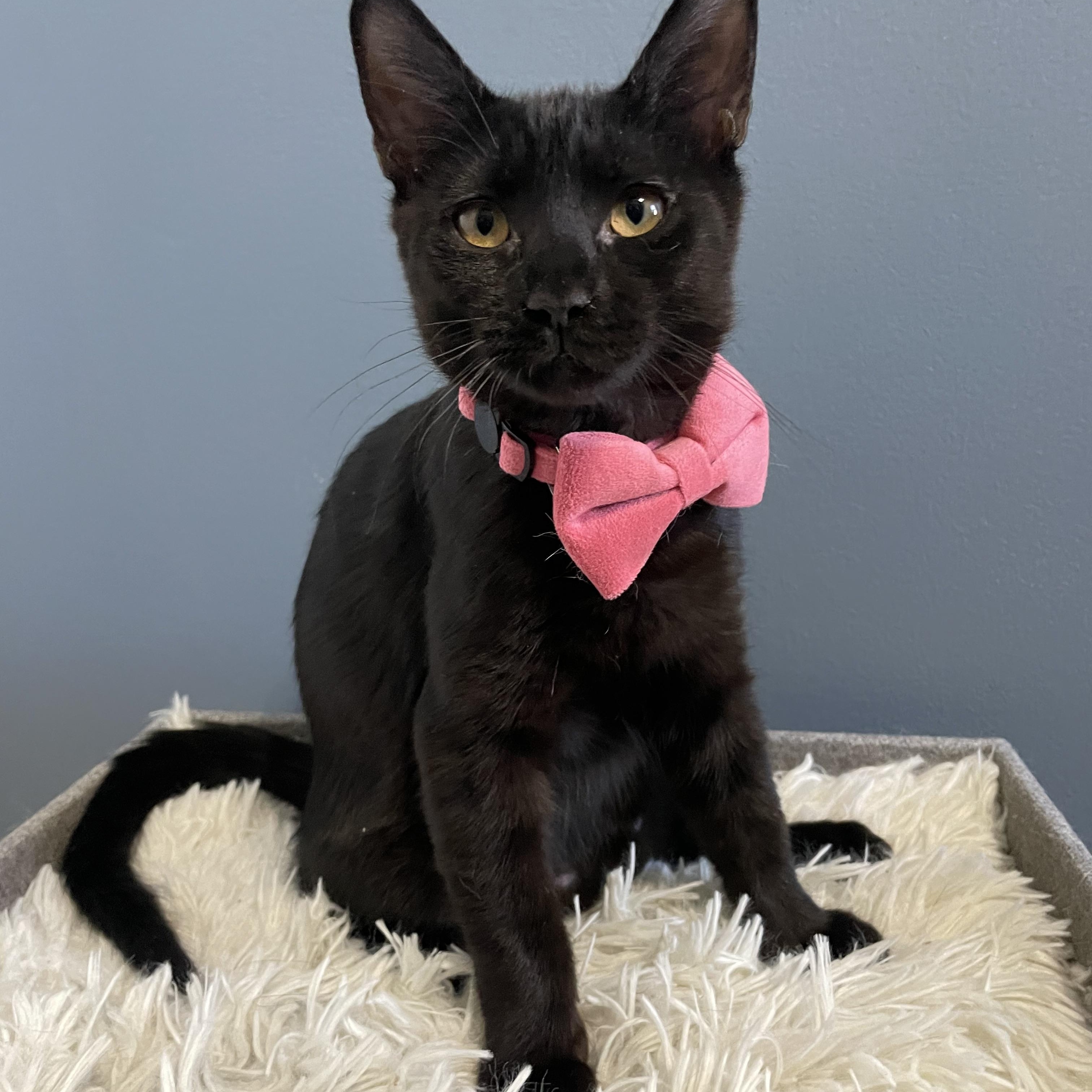 Noelle , ADOPTABLE, Kitten Female Domestic Short Hair.