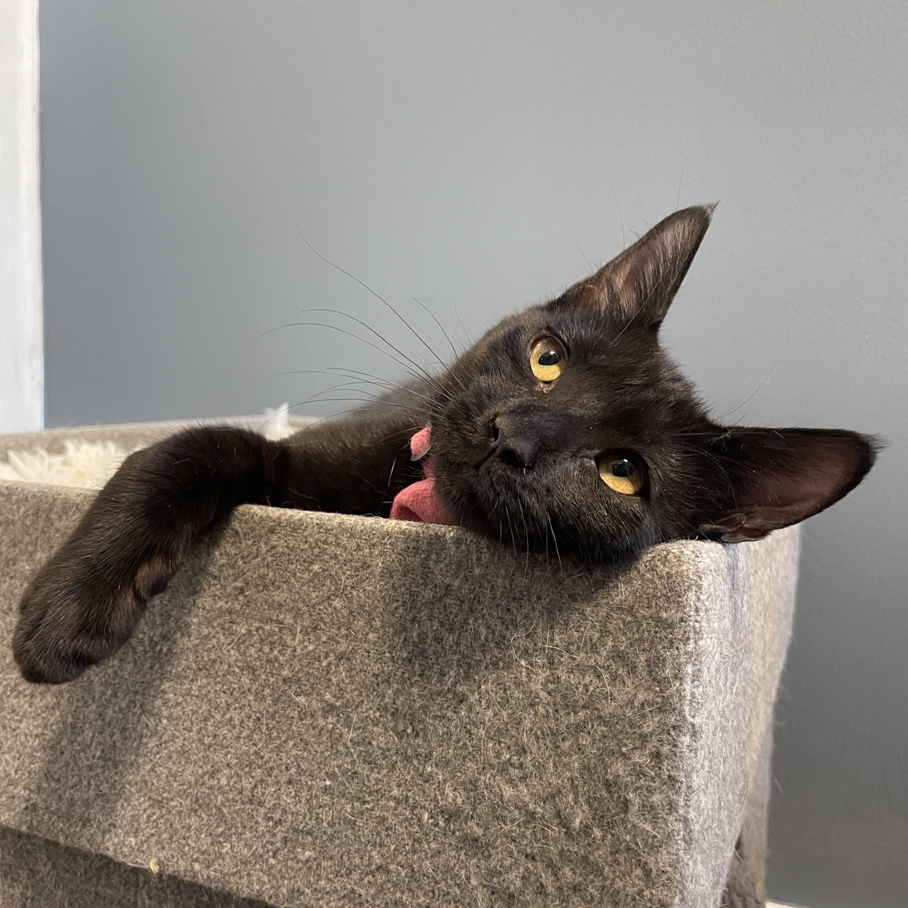 Enlarge Noelle , a ADOPTABLE Domestic Short Hair in Bayside, NY image 5/5