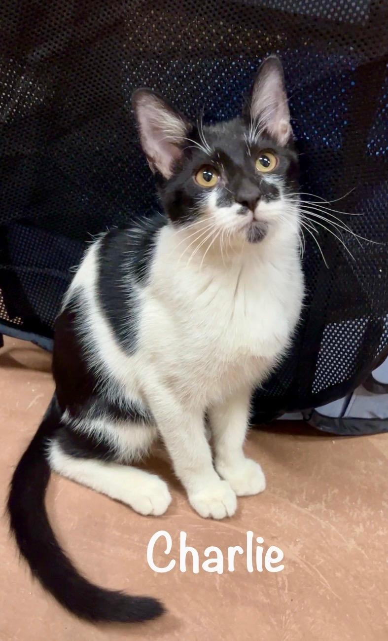 Enlarge Charlie & Kirk Bonded Pair, a ADOPTABLE mixed breed in Phoenix , AZ image 3/5