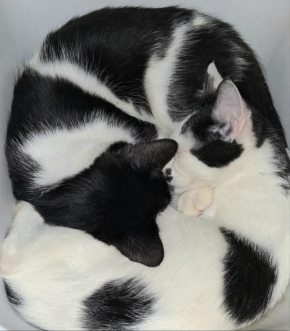 Enlarge Charlie & Kirk Bonded Pair, a ADOPTABLE mixed breed in Phoenix , AZ image 1/5