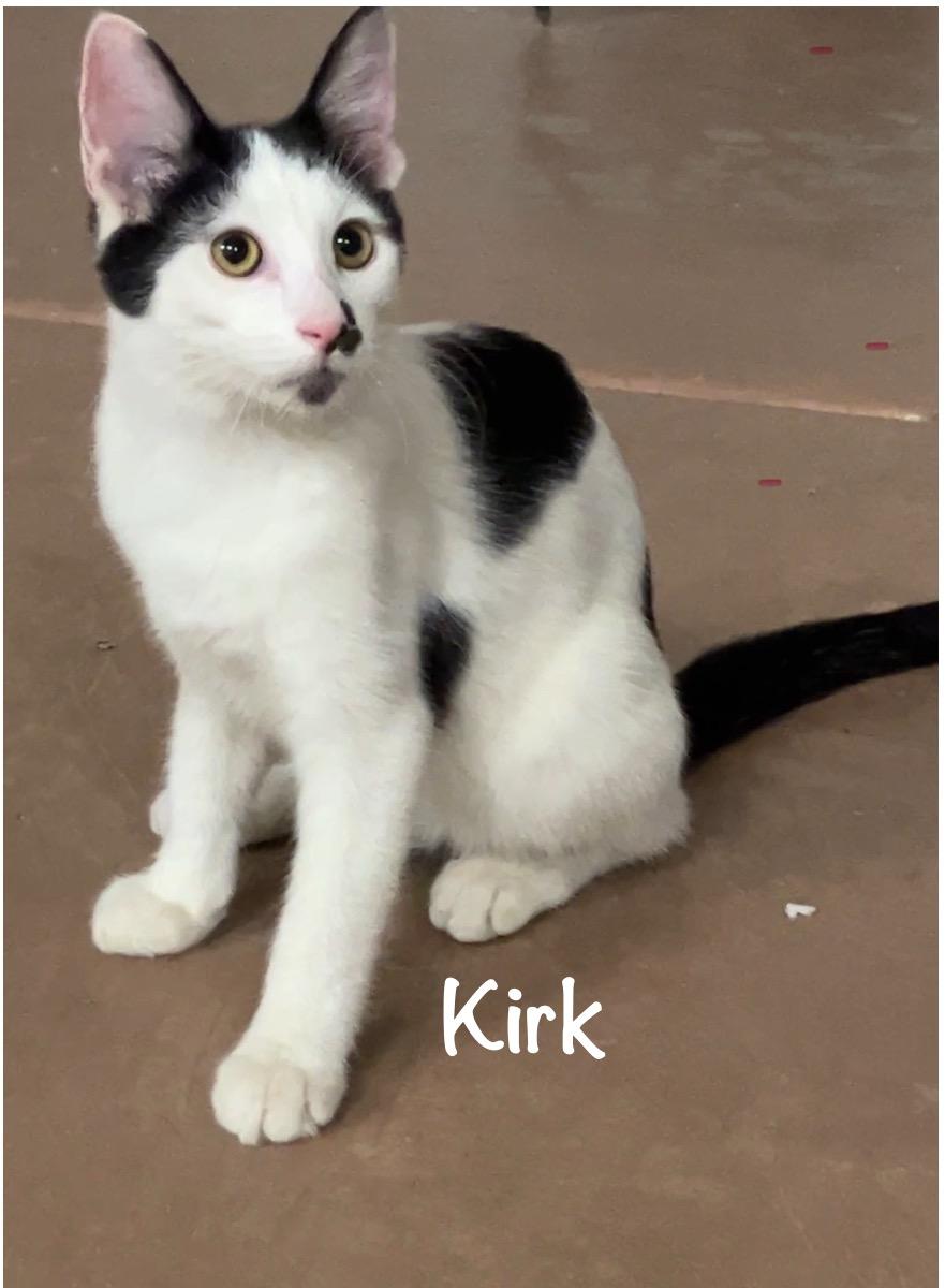 Enlarge Charlie & Kirk Bonded Pair, a ADOPTABLE mixed breed in Phoenix , AZ image 4/5