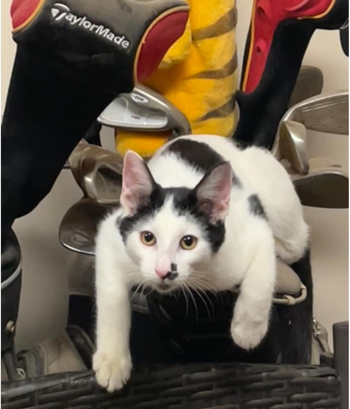 Enlarge Charlie & Kirk Bonded Pair, a ADOPTABLE mixed breed in Phoenix , AZ image 5/5