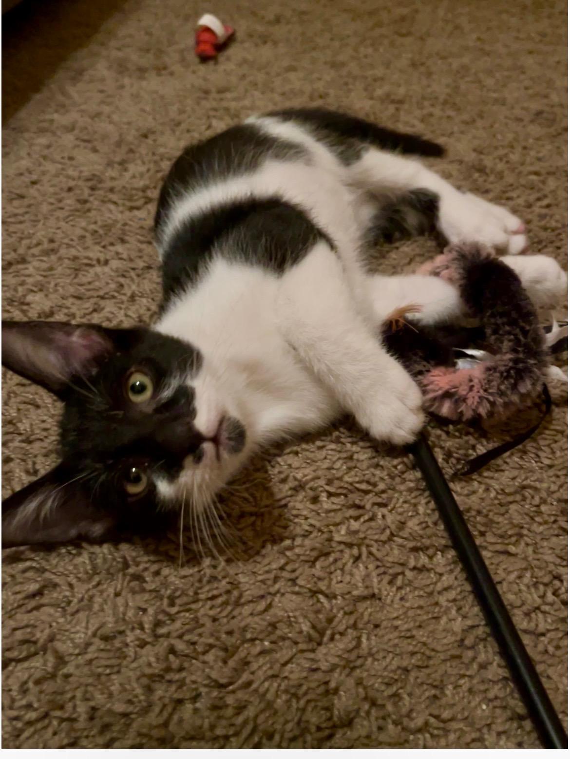 Enlarge Charlie & Kirk Bonded Pair, a ADOPTABLE mixed breed in Phoenix , AZ image 2/5