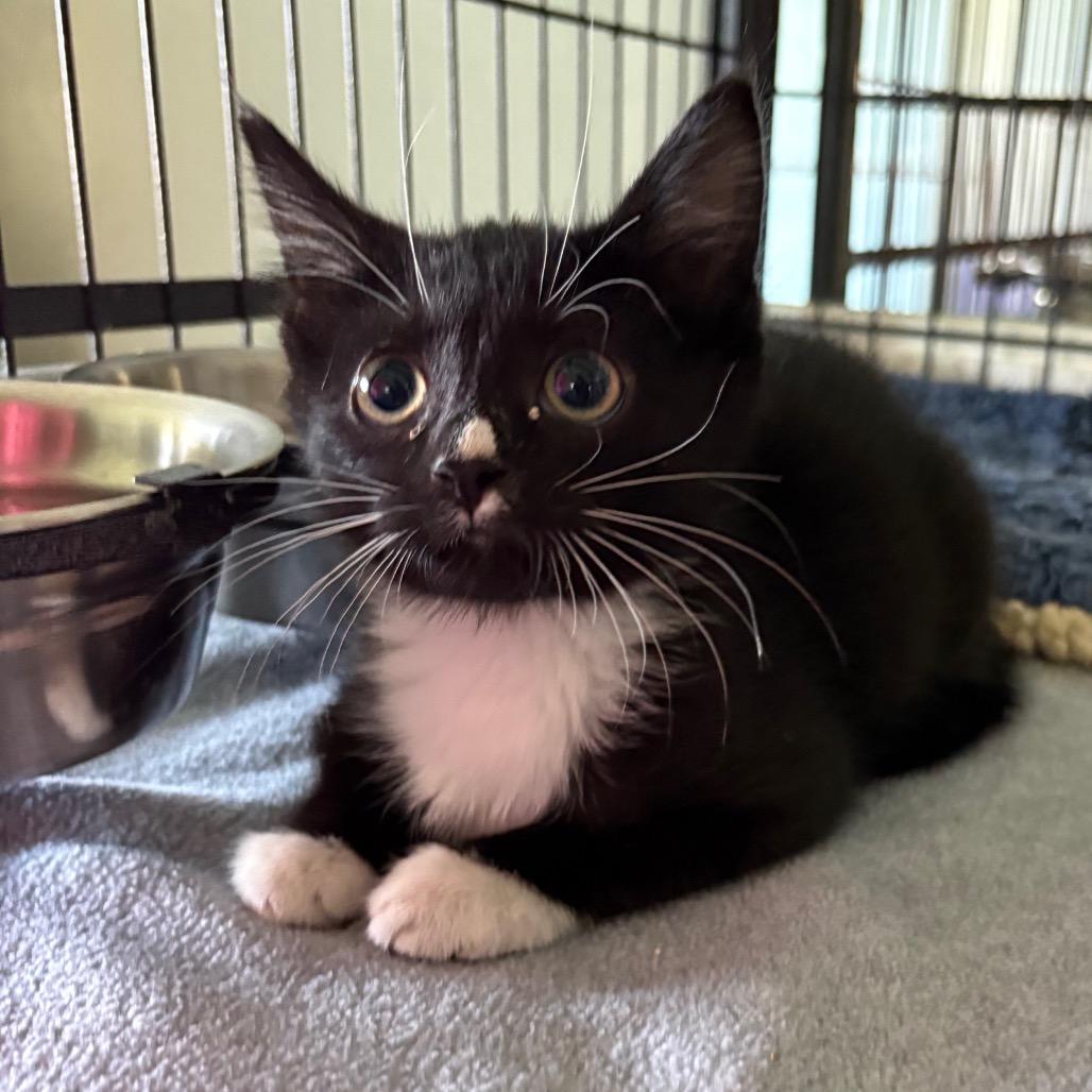 Poe, Adopted, Young Male Domestic Medium Hair.